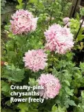  ??  ?? Creamy-pink chrysanths flower freely