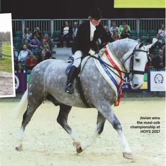  ??  ?? Jovian wins the maxi-cob championsh­ip at
HOYS 2017