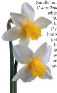  ??  ?? Narcissus ‘Sailboat’