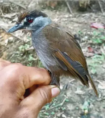  ??  ?? The first photograph of a live Black-browed Babbler, unseen for 170 years, in South Kalimantan, Indonesian Borneo, taken in October 2020.
