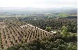  ?? ?? This aerial photo shows durian farms in Thailand’s eastern Chanthabur­i province.