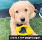  ??  ?? Shona ‘s new puppy Nugget