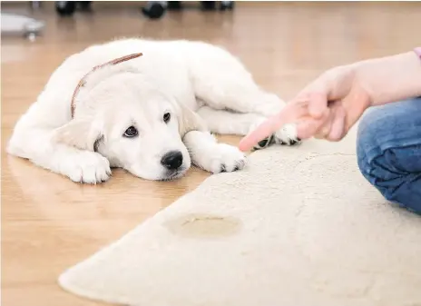  ??  ?? Dealing with pet stains can be difficult, especially once urine soaks into your hardwood floors. Luckily there are some DIY tricks to hide those pesky stains. GETTY IMAGES/ISTOCKPHOT­O