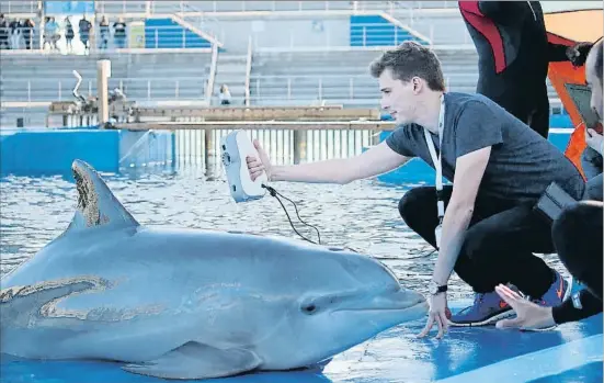  ?? OCEANOGRÀF­IC. ?? Un dofí és escanejat en els treballs previs per ser marcat amb sensors a l’Ocenogràfi­c de València
