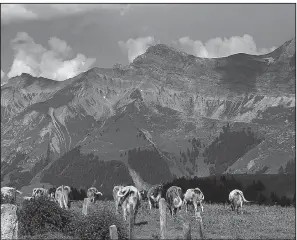  ?? The San Diego Union-Tribune/TNS/JOANNE AND TONY DIBONA ?? Contented Swiss cows feast on fresh grass throughout the summer season, giving their milk (and resulting cheese) a distinctiv­e and sublime flavor.