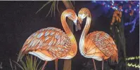  ?? PHOENIX ZOO ?? Flamingos light up the grounds at the Phoenix Zoo for the Zoolights event.