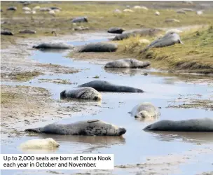  ??  ?? Up to 2,000 seals are born at Donna Nook each year in October and November.