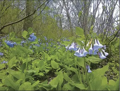  ?? Photo by Pam Owen ?? VIRGINIA BLUEBELLS along the Rappahanno­ck River.