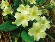  ?? ?? The primrose is a delightful flower that graces our woods and covers entire banks with its lovely buttery yellow. Nicknamed “spinkie” and “Mayflower” – the latter is also used for hawthorn blossom – the primrose came a close second to the bluebell as Britain’s favourite flower. Our forebears regularly used both the leaves and flowers to treat various ailments and supplement a meagre diet. Primroses flower early in the season, and copious bunches were once picked and used to decorate churches.