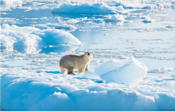  ?? ?? Polar bears are iconic examples of a species bound to be affected by climate change, but research has shown they may be able to flourish without the sea ice to which they are accustomed