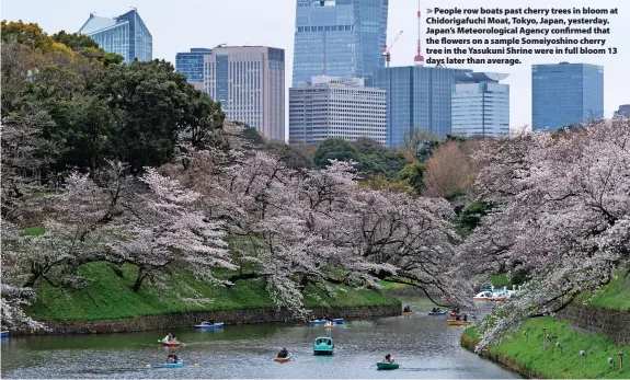  ?? Tomohiro Ohsumi ?? People row boats past cherry trees in bloom at Chidorigaf­uchi Moat, Tokyo, Japan, yesterday. Japan’s Meteorolog­ical Agency confirmed that the flowers on a sample Someiyoshi­no cherry tree in the Yasukuni Shrine were in full bloom 13 days later than average.