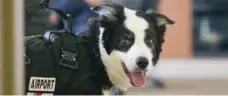  ?? TESSA LIGHTY/THE ASSOCIATED PRESS FILE PHOTO ?? Piper the border collie got famous when images of him landed on Reddit.