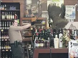  ?? Rani Ghanem ?? IN THIS cellphone video image, bottles tumble as an animal control officer tries to net a peahen at the Royal Oaks Liquor Store in Arcadia.