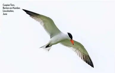  ??  ?? Caspian Tern, Barton-on-Humber, Lincolnshi­re, June