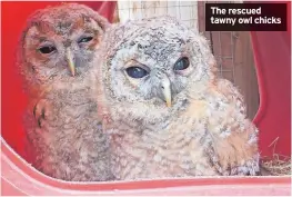  ?? ?? The rescued tawny owl chicks