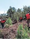  ??  ?? Las cuadrillas de protección realizan las rondas.