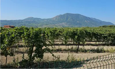  ?? PHOTOS: © KELLY MAGYARICS ?? Regional Gem: Sannio vineyards (above), and tasting Falanghina (left)