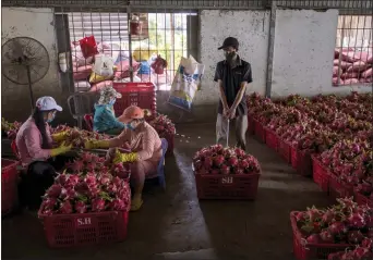  ?? LINH PHAM — THE NEW YORK TIMES ?? Bins of dragon fruit are processed at a sorting center in the village of Ham Hiep, Vietnam, on Jan. 27. The closure of Chinese land borders and the tightened screening of goods have driven Southeast Asian fruit farmers into debt.