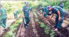  ?? SUPPLIED ?? Police prepare to burn down marijuana plants during a raid in Takeo province.