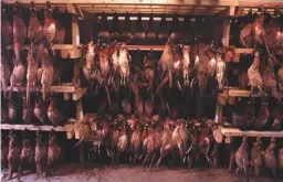  ??  ?? The Countrysid­e Alliance’s Game to Eat campaign recommends hanging birds for five to seven days