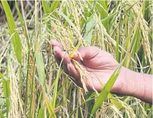  ?? FAR LEFT AND ABOVE ?? Rice farmers will be able to increase yield and reduce costs by applying new farming techniques and innovation­s including laser land levelling technology.
