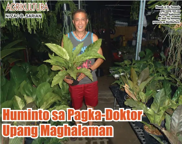  ??  ?? Hawak ni Dr. Farnacio ang isang rare na Foliage Anthurium sa loob ng kanyang puwesto sa Hortikultu­ra.