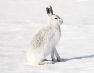  ?? Paul Hobson ?? Mountain hare