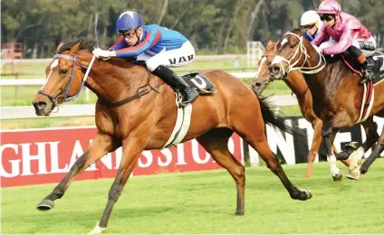  ?? Picture: JC Photograph­ics ?? COMEBACK. Like A Panther makes his seasonal return at the Vaal tomorrow and is weighted to win Race 6 over 1800m.