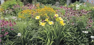  ??  ?? Perennials such as daylily, echinacea, rudbeckia and hosta can be divided in the fall.