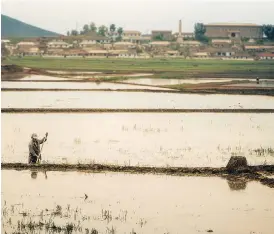  ??  ?? A farmer works the muck walls separating rice paddy elevations outside a small town in rural North Hwanghae province.