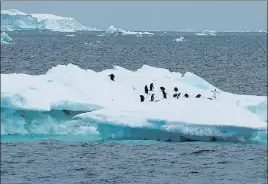  ?? REUTERS ?? Penguins are seen on an iceberg on the northern side of the Antarctic peninsula, Antarctica.