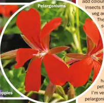  ?? ?? Ladybird poppies
Pelargoniu­ms