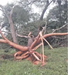  ?? ?? Uno de los numerosos árboles arrancados de raíz por la tormenta en la madrugada de ayer en Ñeembucú.