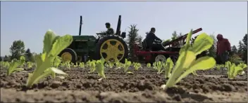  ??  ?? Workers plant romaine lettuce Thursday at the EG Richter Family Farm in Puyallup, Wash. The farm sells most of it’s lettuce to large local grocery store chains, and owner Tim Richter says that so far his farm hasn’t been affected by warnings that...