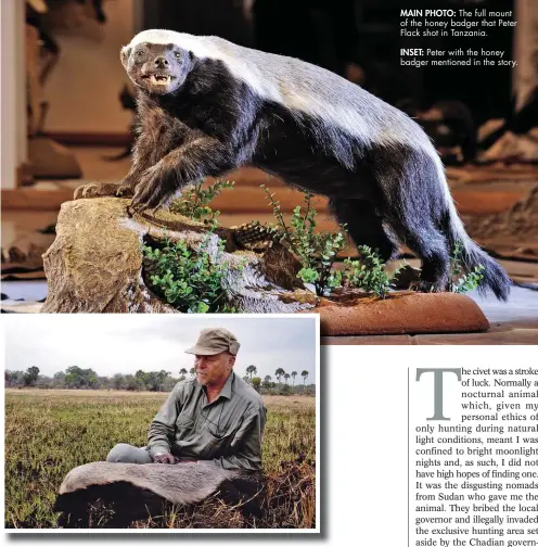  ??  ?? MAIN PHOTO: The full mount of the honey badger that Peter Flack shot in Tanzania.INSET: Peter with the honey badger mentioned in the story.