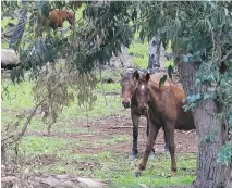  ??  ?? Easter Island is filled with wild and tamed horses of all sizes and colours.