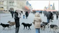  ??  ?? Selbst am Roten Platz in Moskau streunen Hunderudel.