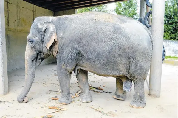  ?? Foto: Silvio Wyszengrad ?? Inzwischen sieht man ihr das hohe Alter an. Die asiatische Elefantin Targa im Augsburger Zoo ist 61 Jahre und kämpft mit Gesundheit­sproblemen. Sie wird von den Pflegern ständig genau beobachtet. Aber keiner weiß, wie es ohne sie in Augsburg weitergehe­n...