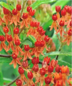  ??  ?? WIE FEUER Die intensive Farbe der Asclepias tuberosa, der Knolligen Seidenpfla­nze, bringt ein Beet zum Glühen.