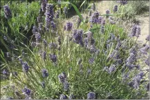  ??  ?? This photo shows flowering lavender in a garden near Coupeville, Wash., and is a culinary herb that makes into a great tea. Simply place several teaspoons of lavender buds into a tea ball and steep in boiling water for about 10 minutes.