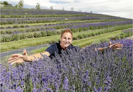  ?? PHOTO: JOHN BISSET/STUFF ?? Limestone Valley Estate Festival of Lavender and the Arts director Rob Martin.