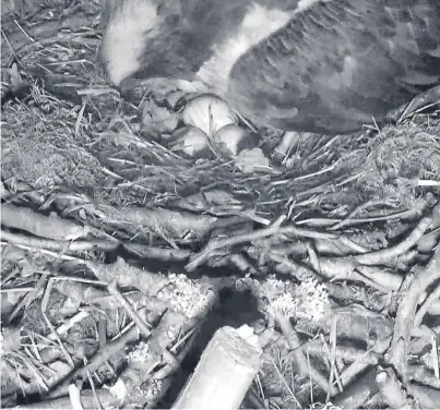  ??  ?? Osprey Lassie has laid her third egg of the year at Loch of the Lowes Wildlife Reserve.