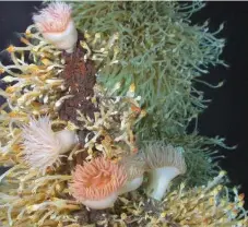  ??  ?? Actinostol­id sea anemones discovered at deep-sea hot springs.