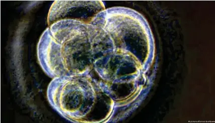  ?? Bild: picture-alliance/ dpa/dpaweb ?? Die Zellteilun­g einer erfolgreic­h befruchtet­en Eizelle schreitet sehr schnell voran wie an diesem drei Tage altem Embryo sichtbar ist.