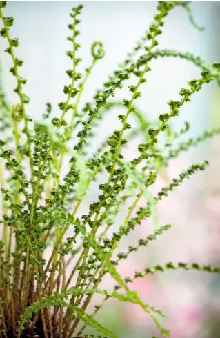  ??  ?? Athyrium filix-femina ‘Frizelliae’, or tatting fern. Its pinnae are small and rounded, resembling clusters of tiny green beads.