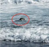  ??  ?? A still from a video grab showing the southern elephant seal spotted in Unawatuna