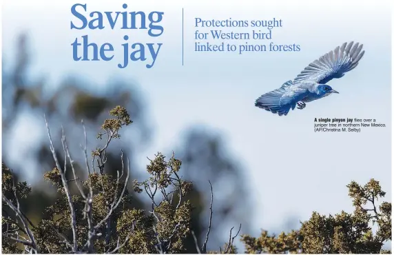  ?? (AP/Christina M. Selby) ?? A single pinyon jay flies over a juniper tree in northern New Mexico.