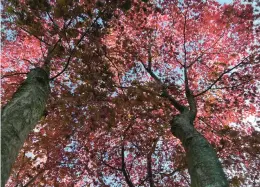  ?? ?? The striking scarlet foliage of a Japanese maple is on display Nov. 5 on Long Island, New York.