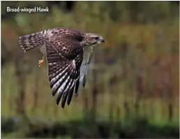  ??  ?? Broad-winged Hawk