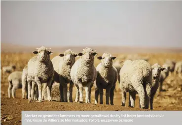  ??  ?? Sterker en gesonder lammers en meer gehaltewol dra by tot beter kontantvlo­ei vir mnr. Kosie de Villiers se Merinokudd­e.